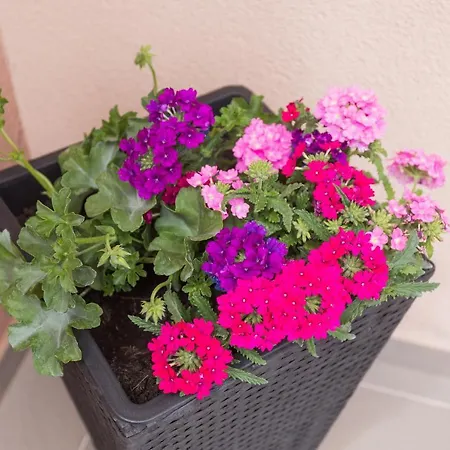 Apartment Bloom *