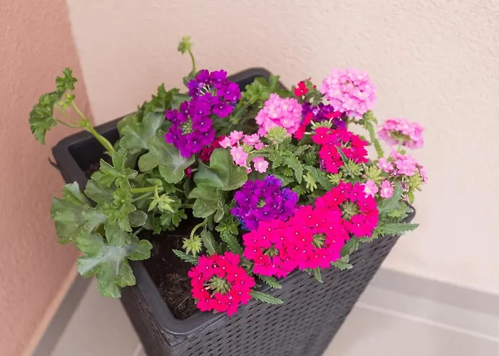 Appartamento Bloom *